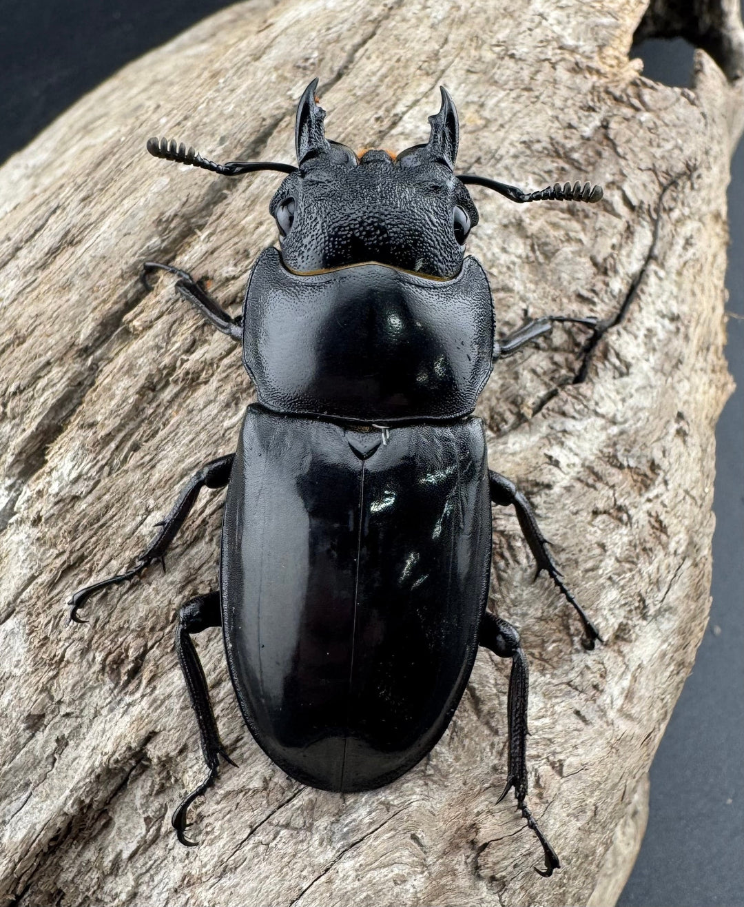 【WD】《マンディブラリスフタマタ 105mm ペア》