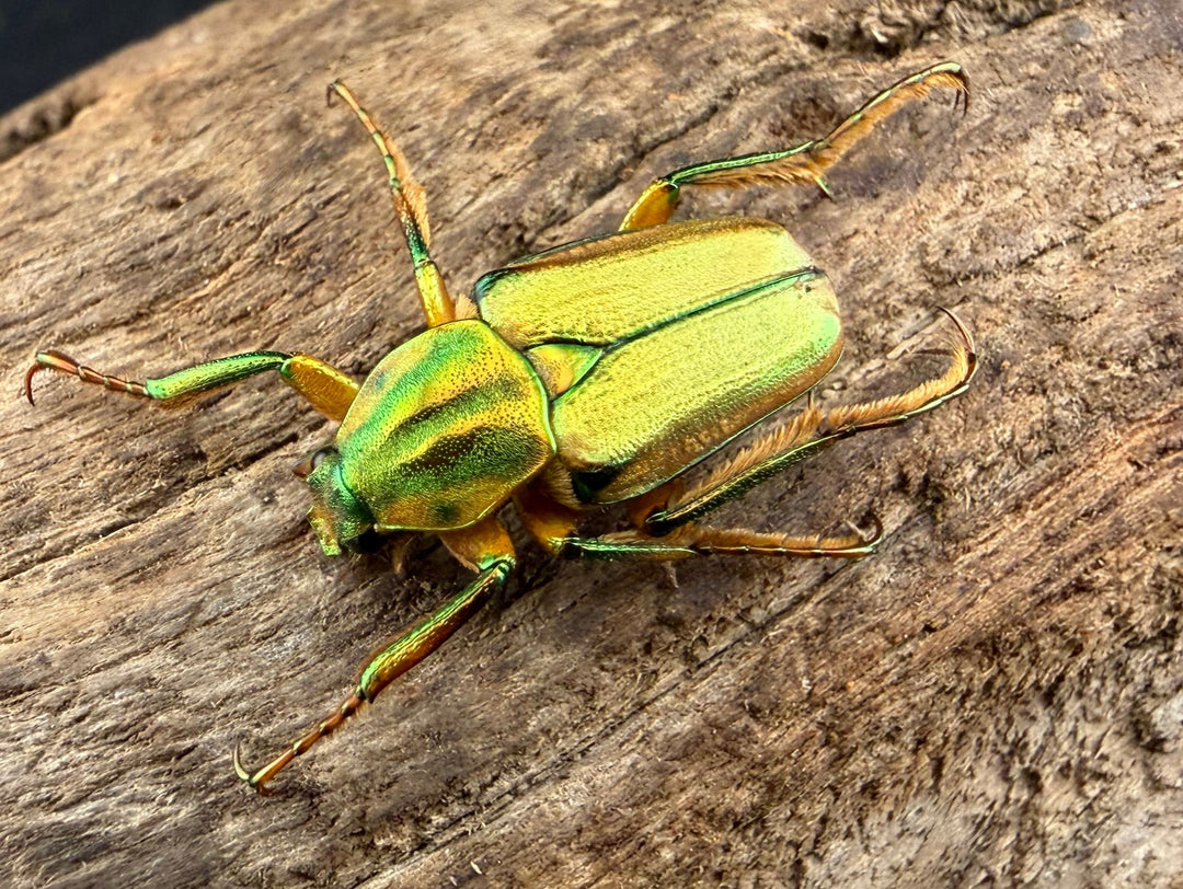 《ホソカブトハナムグリ Free ペア》