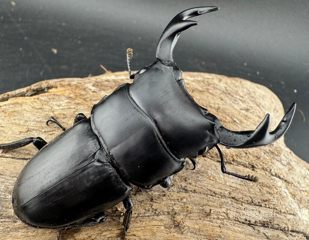 【WD】《クルビデンスオオクワ カオバン産 64mm ペア》