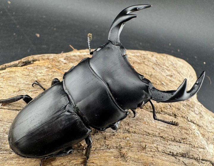 【WD】《クルビデンスオオクワ カオバン産 64mm ペア》