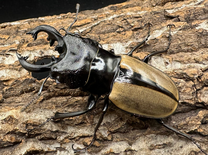 【WD】《ルデキンツヤクワガタ 63mm ペア》