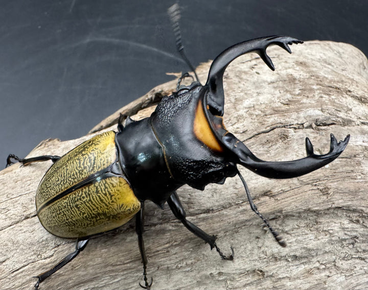 【WD】《スペクタビリスツヤクワガタ 73.5mm ペア》