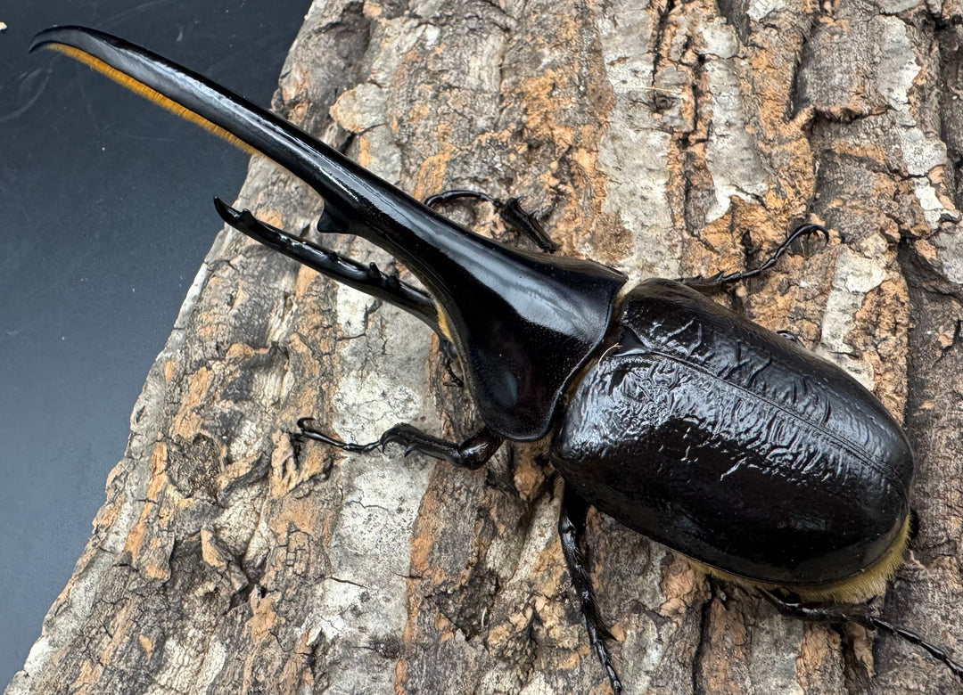 《ヘラクレス・ヘラクレス 145mm ペア》