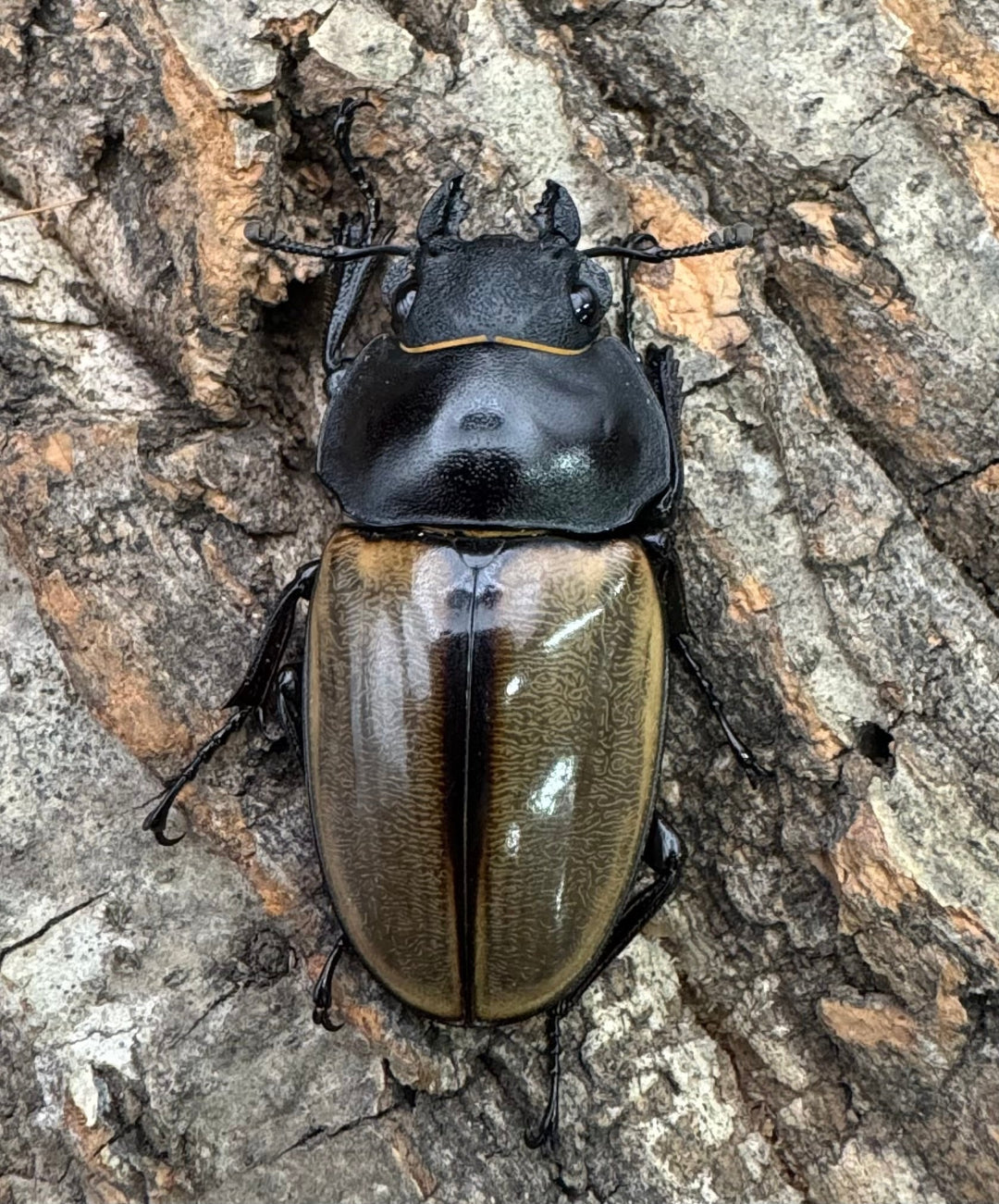 【WD】《カステルナウディツヤクワガタ 75ｍｍ ペア》