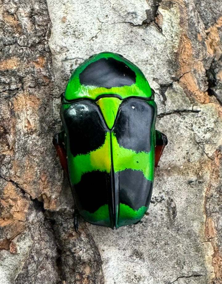 【WD】《マックレーツヤカナブン ペア》