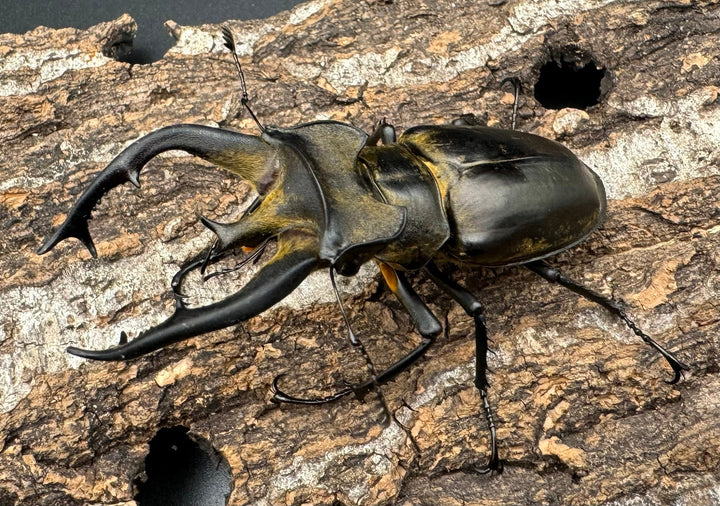 【WD】《チベットミヤマ亜種フルキフェル 75mm ペア》