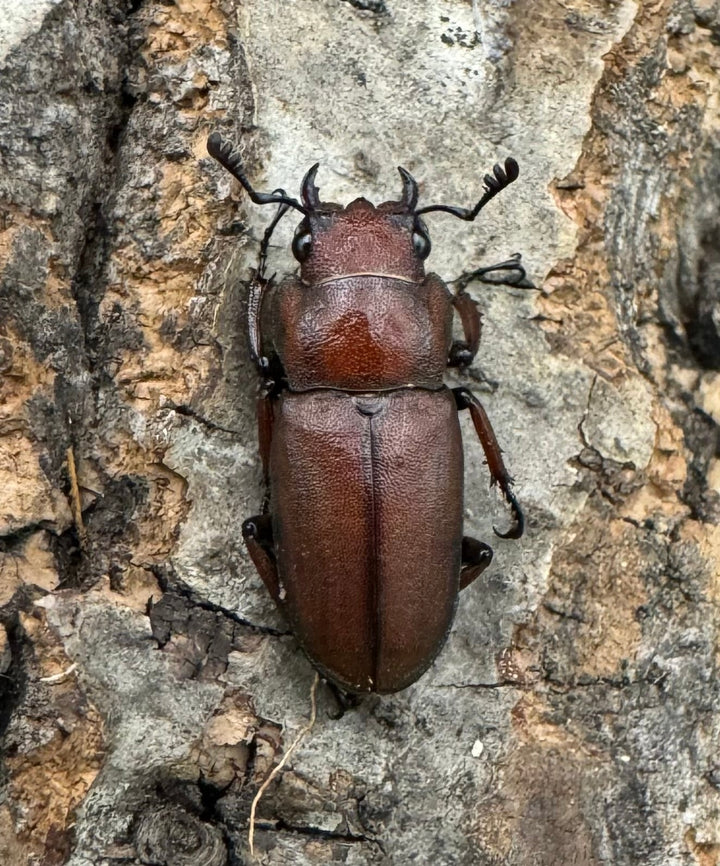 【WD】《スズムラホソアカ ロハス産 40.8mm ペア》