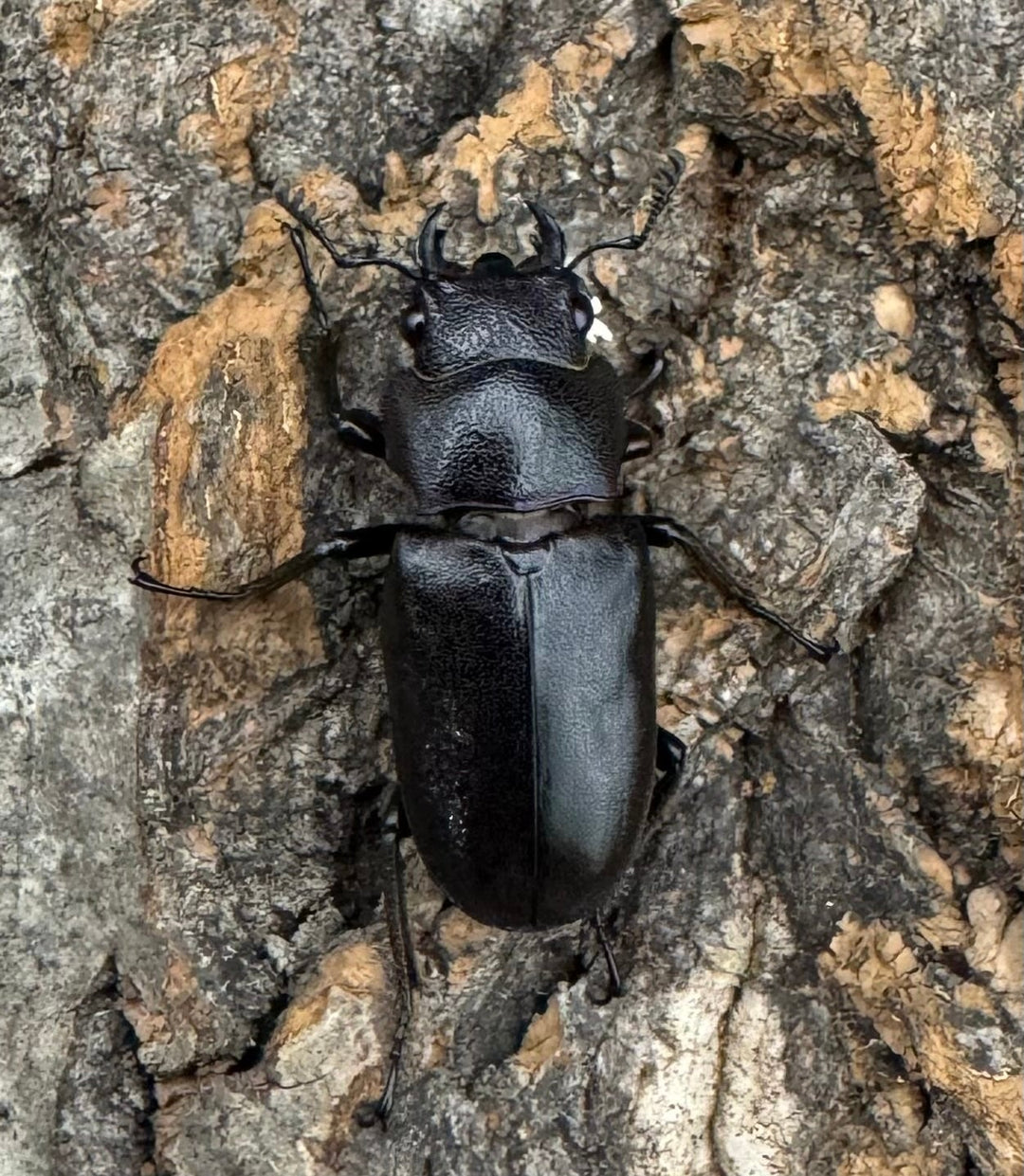 【美麗】即ブリ《メタリフェルホソアカ 69mm ペア》わたくわ氏ブリード個体