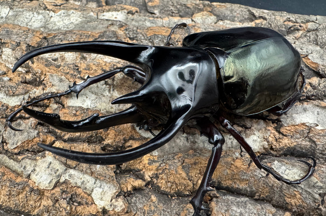 【WD】《ジャワコーカサスオオカブト 108mm ペア》