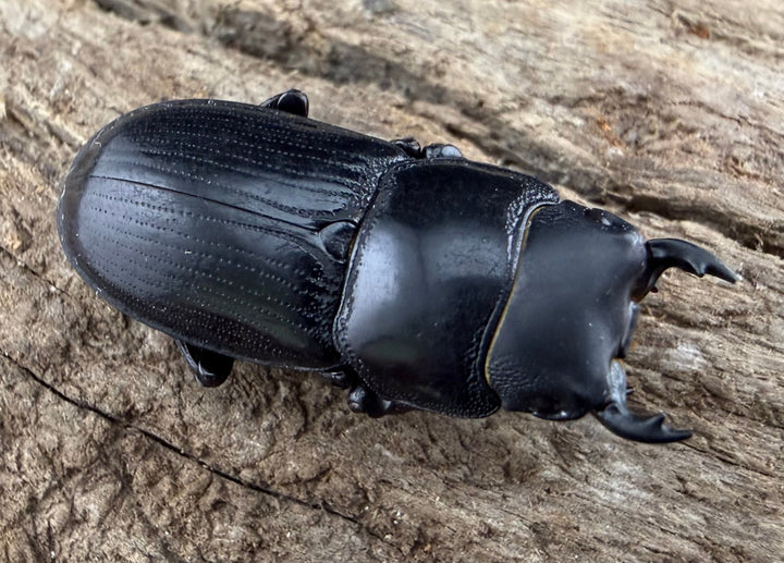 【WD】《カツラオオクワ 広西壮族産 25mm ペア》