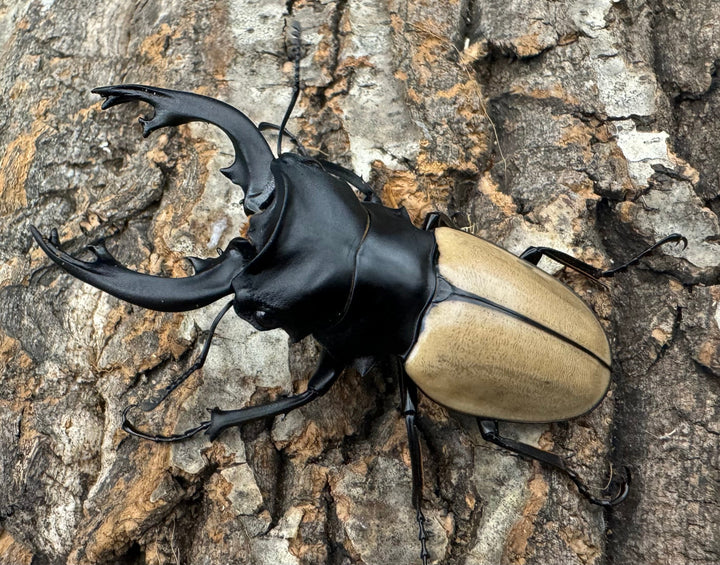 【WD】《モウホツヤクワガタ亜種エレガンス 72mm ペア》