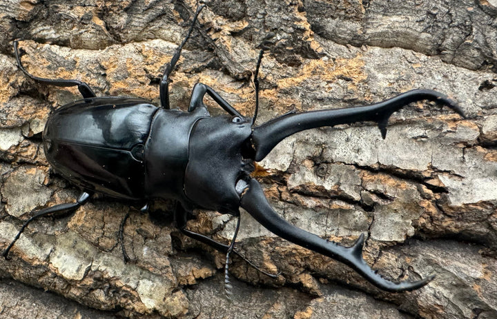 【WD】《ギラファノコギリ亜種ダイスケ ネグロス島産 91mm ペア》