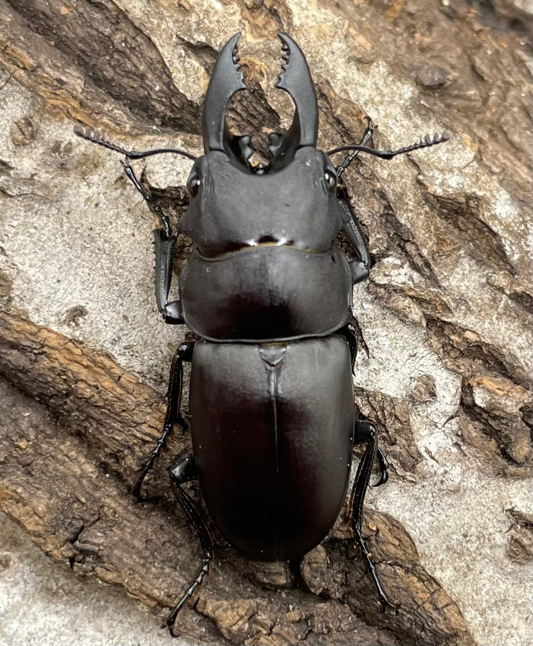 【WD】《オーエンノコギリクワガタ中国亜種melli 36.4mm ♂♀B品♀トリオ》