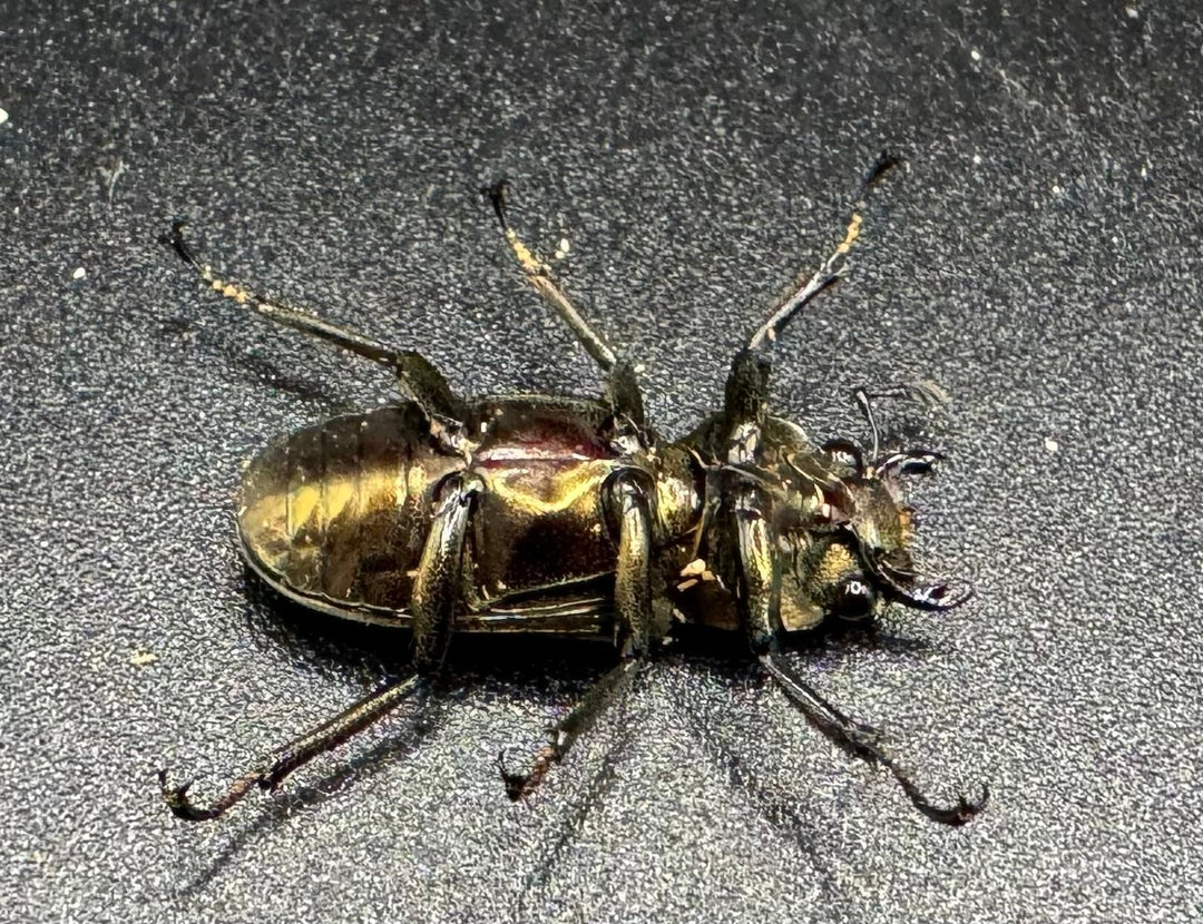 【WD】《メタリフェルホソアカ 85mm ペア》