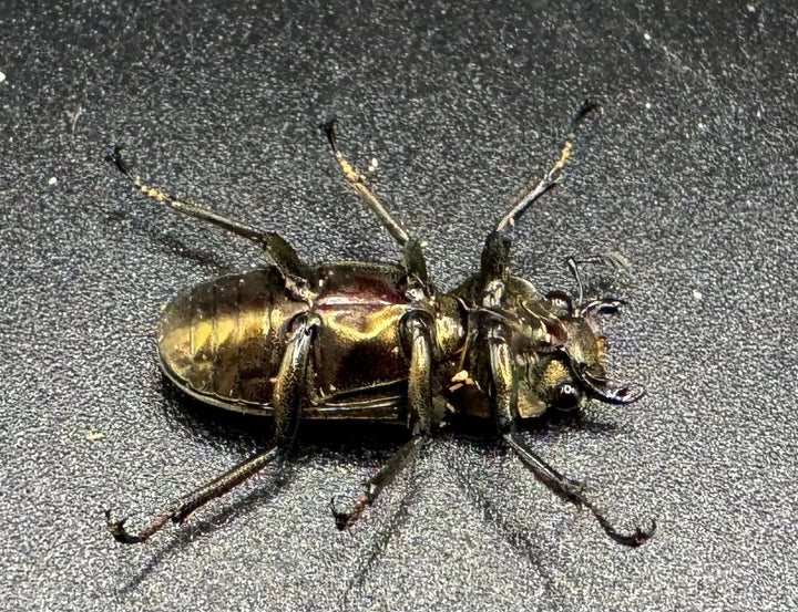 【WD】《メタリフェルホソアカ 85mm ペア》