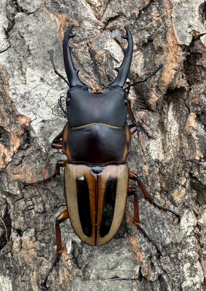 【WD】《ラテラリスノコギリ亜種マイリーン 南カマリネス産 50.5mm ペア》