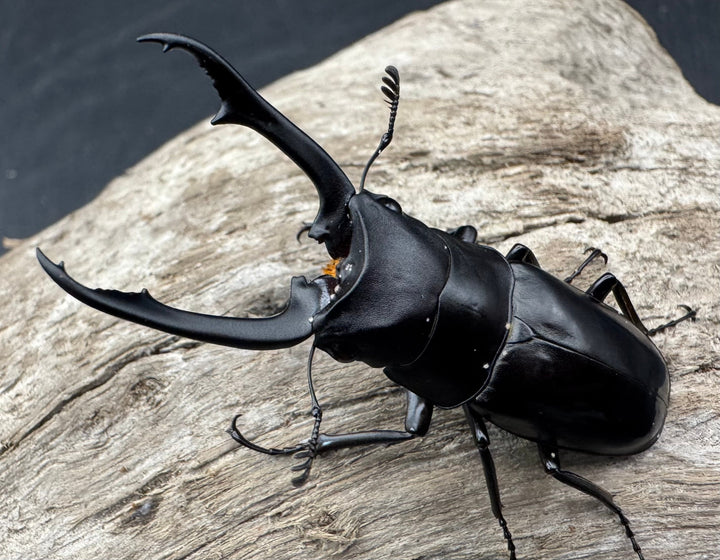 【WD】《ブッダノコギリ亜種patricius パロロ パル産 51.5mm ペア》