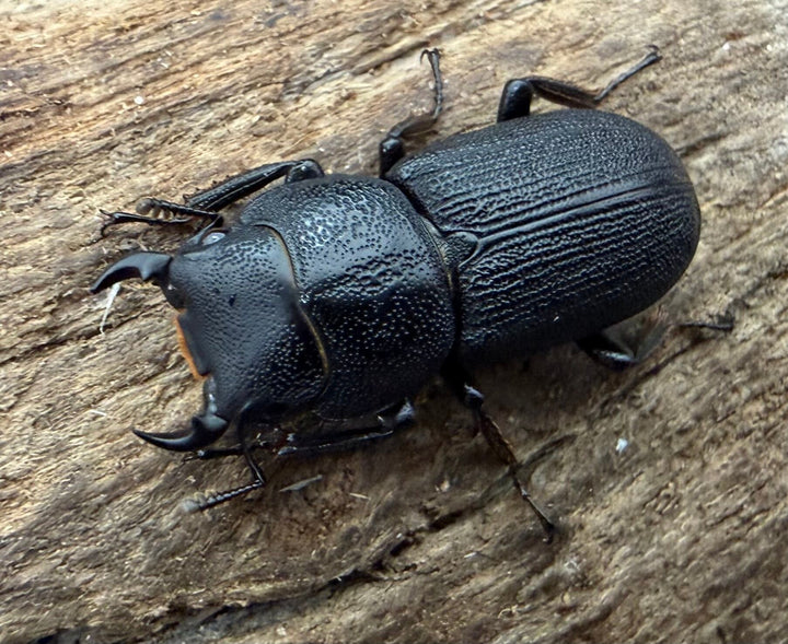 【WD】《ドルクス zhouchaoi（メンシウス ssp.） 21mm ペア》