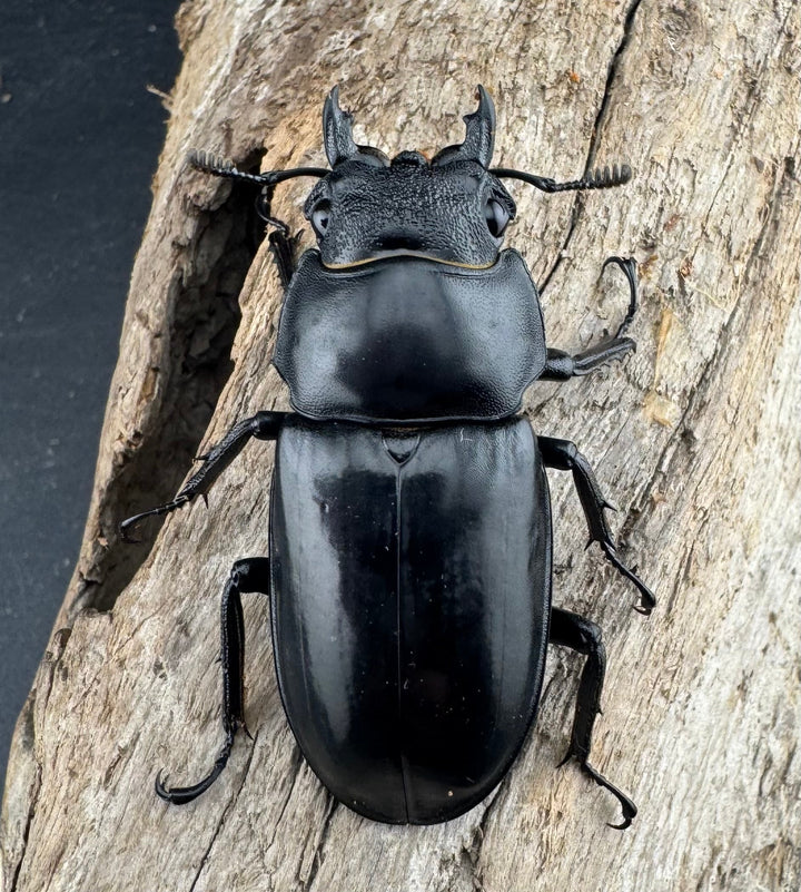 【WD】《セアカフタマタ（パリーフタマタ） 83mm ペア》