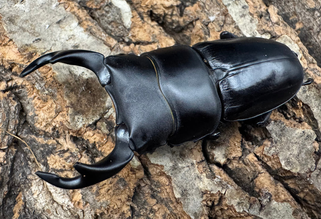 【WD】《ホペイオオクワ 安徽省産 58mm ♂♀♀トリオ》