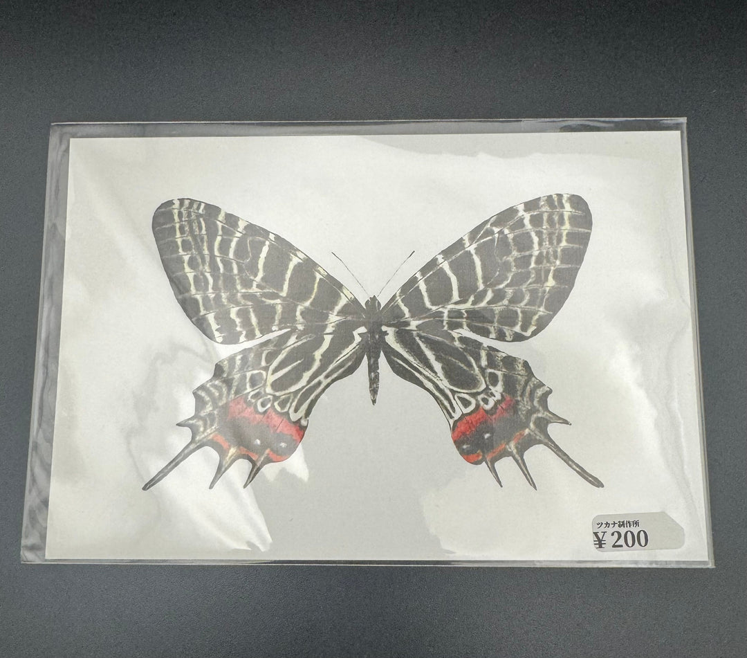 ポストカード 1枚入り（シボリアゲハ）【※額無し】
