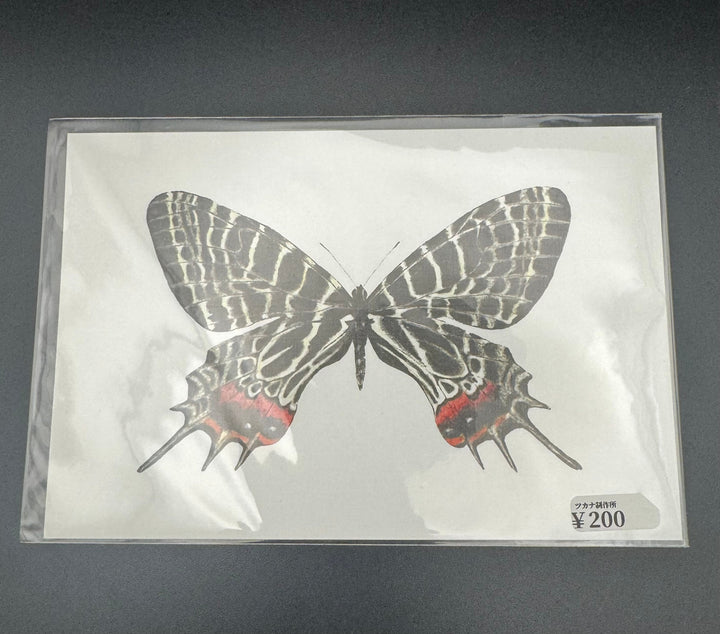 ポストカード 1枚入り（シボリアゲハ）【※額無し】