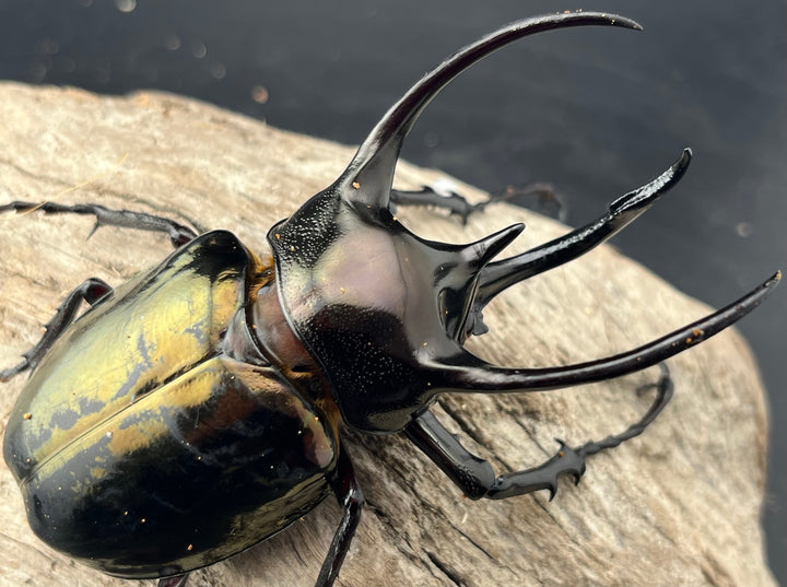 【WD】《ミンダナオアトラスオオカブト マラグサン産 90mm ペア》