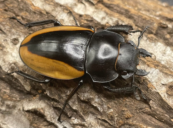 【WD】《クベラツヤクワガタ亜種fallaciosa 64mm ♂♀♀トリオ》