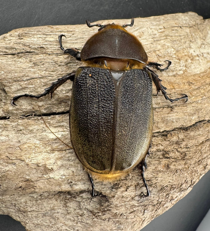 《ヘラクレス・ヘラクレス 134mm ペア》