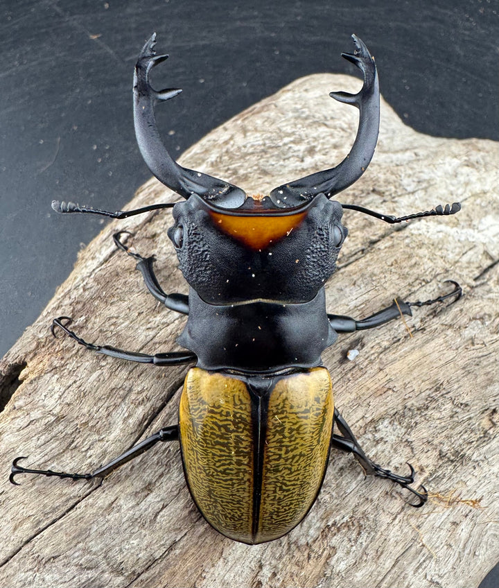 【WD】《スペクタビリスツヤクワガタ 75.5mm ペア》