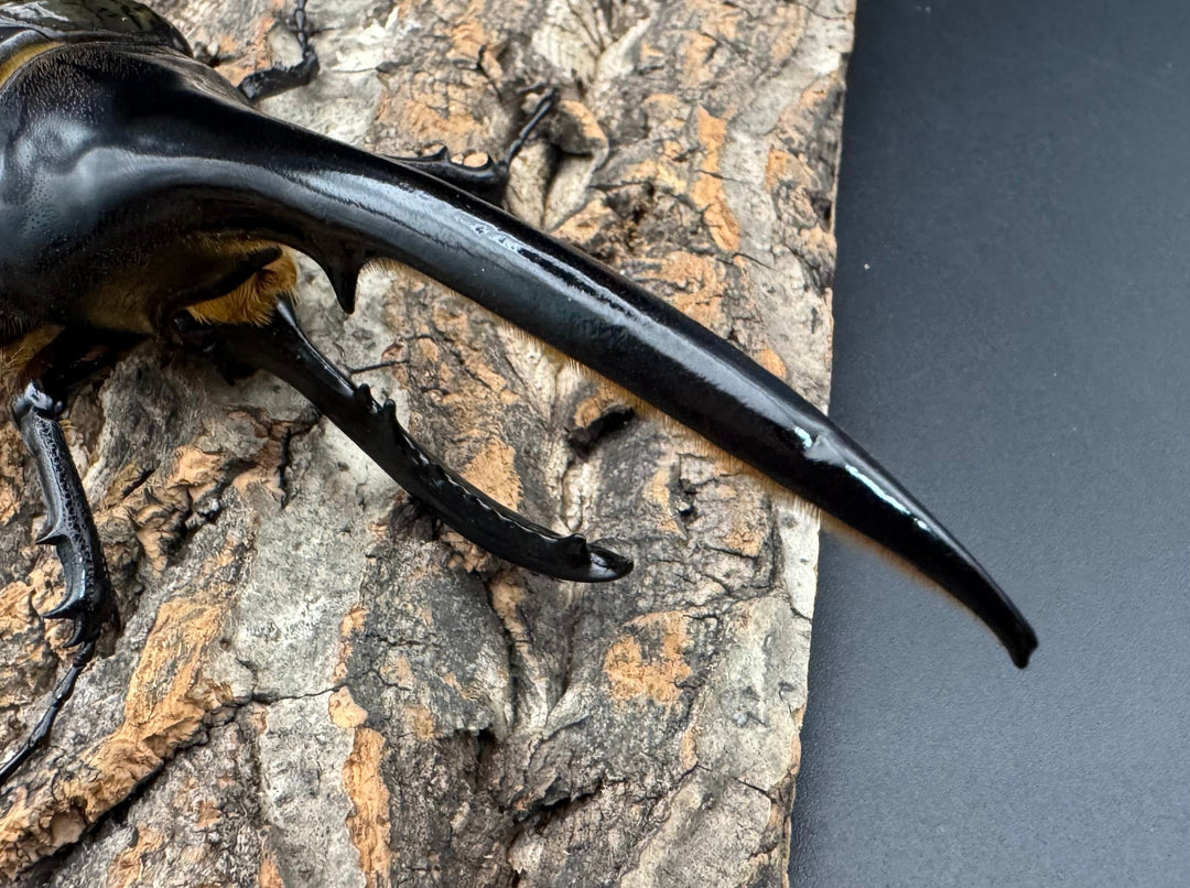 《ヘラクレス・ヘラクレス 143mm ペア》