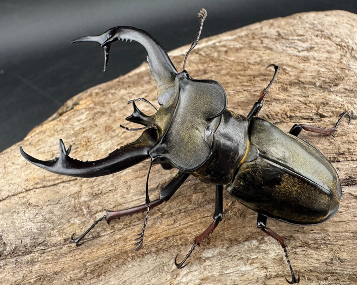 【WD】《チェンミヤマ メトク産 68mm ペア》