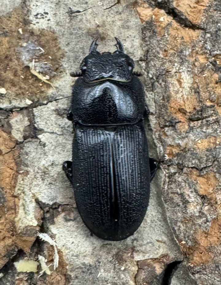 【WF2】《ドルクス リョフ 重慶市産 38mm ペア》Moro氏ブリード個体