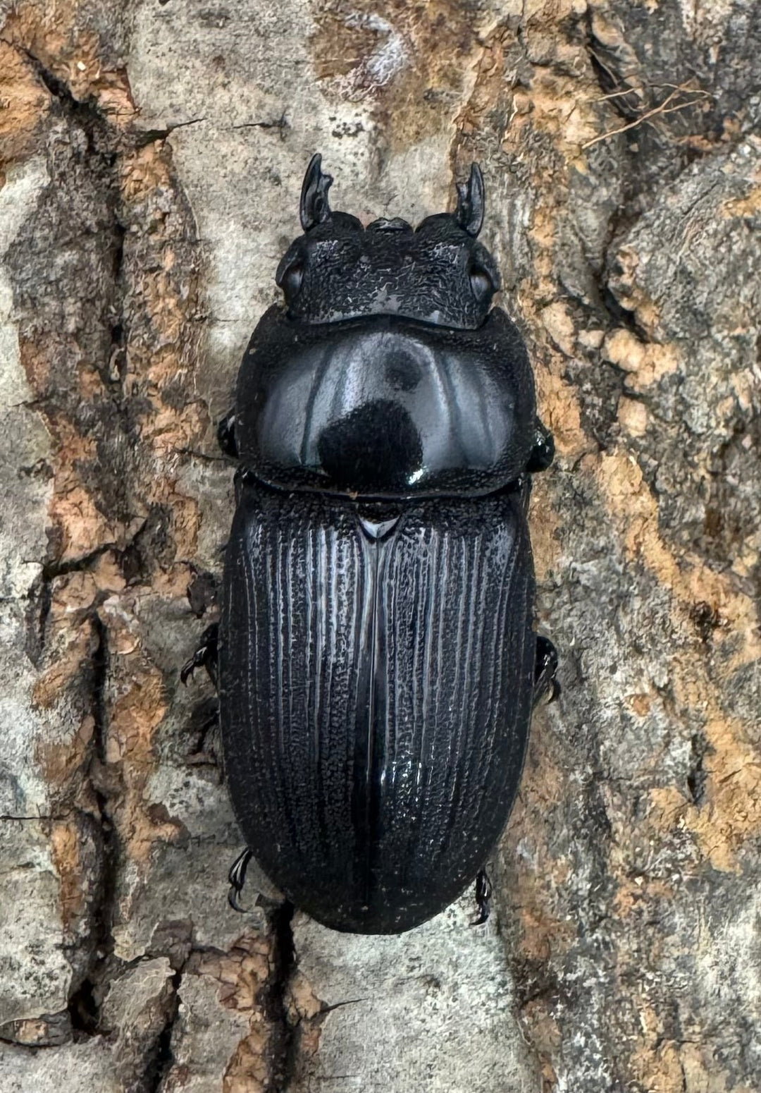 【WD】《ジャワパリーオオクワ 58mm ペア》