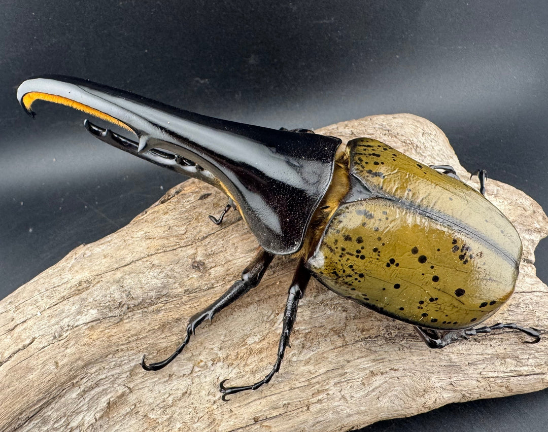 《ヘラクレス・ヘラクレス 143mm ♂単》