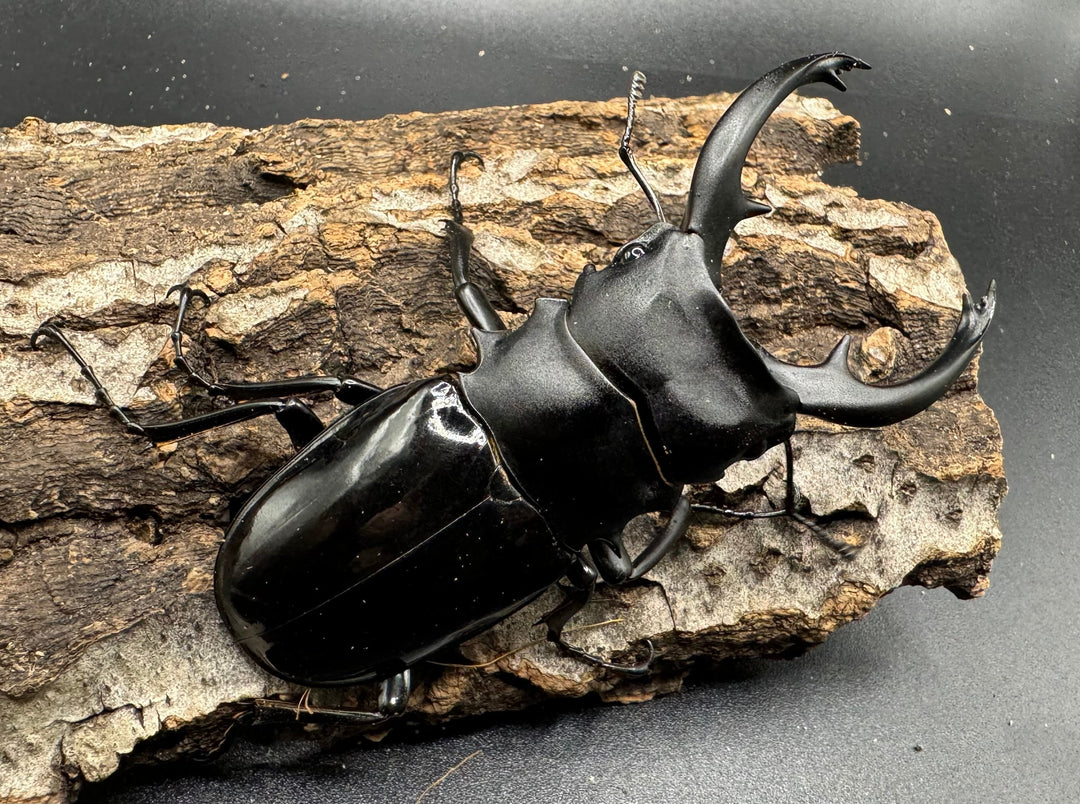 【WD】《インターメディアツヤクワガタ 89mm ペア》