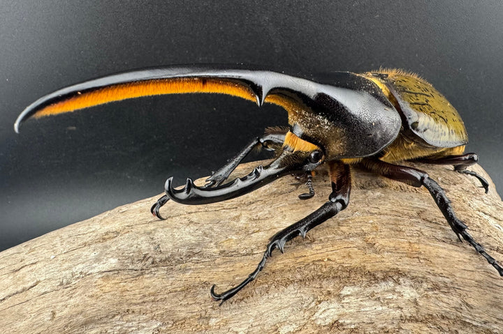 《ヘラクレス・ヘラクレス 134mm ペア》