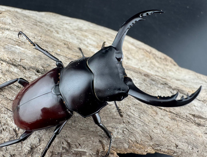 【WD】《アローコクワ原名亜種 臨滄市産 59.5mm ペア》