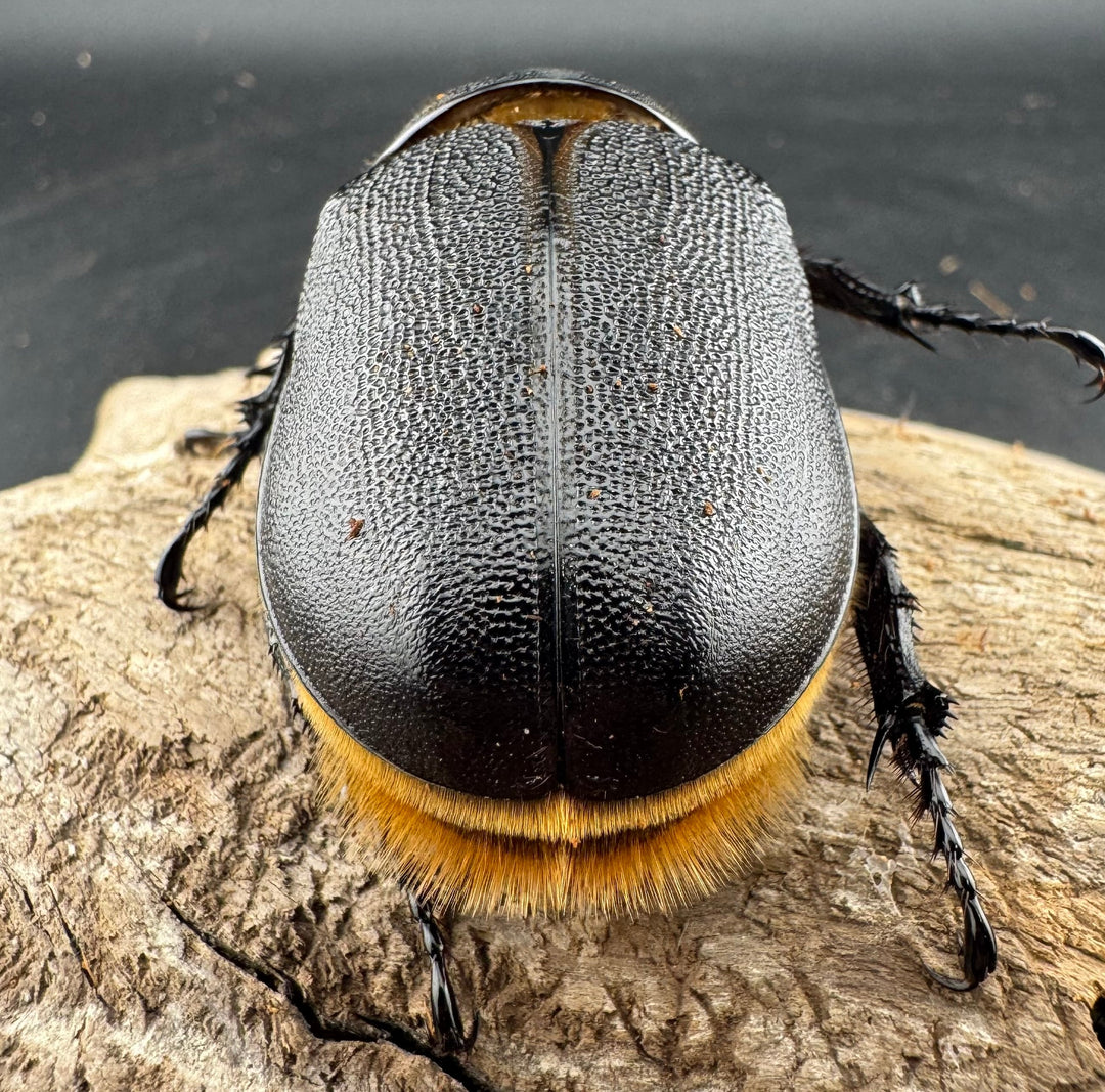 《サタンオオカブト 90mm ペア》inohiro109氏ブリード個体