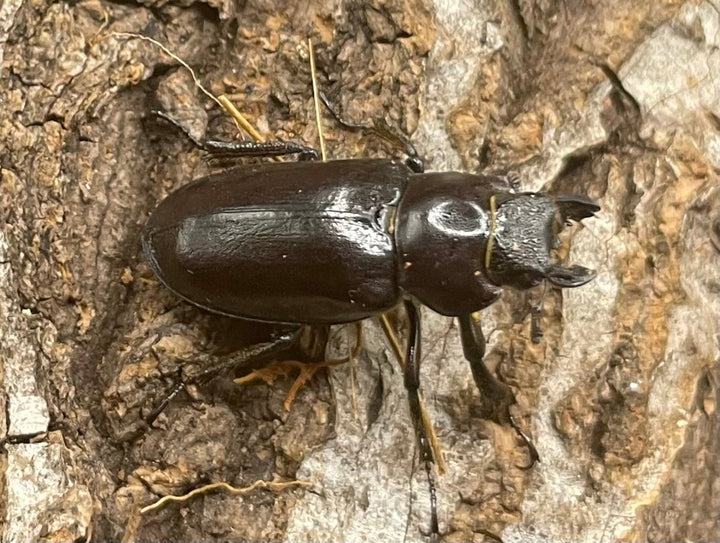 【WD】2021年新種《モーミヤマクワガタ 24mm ♀単》