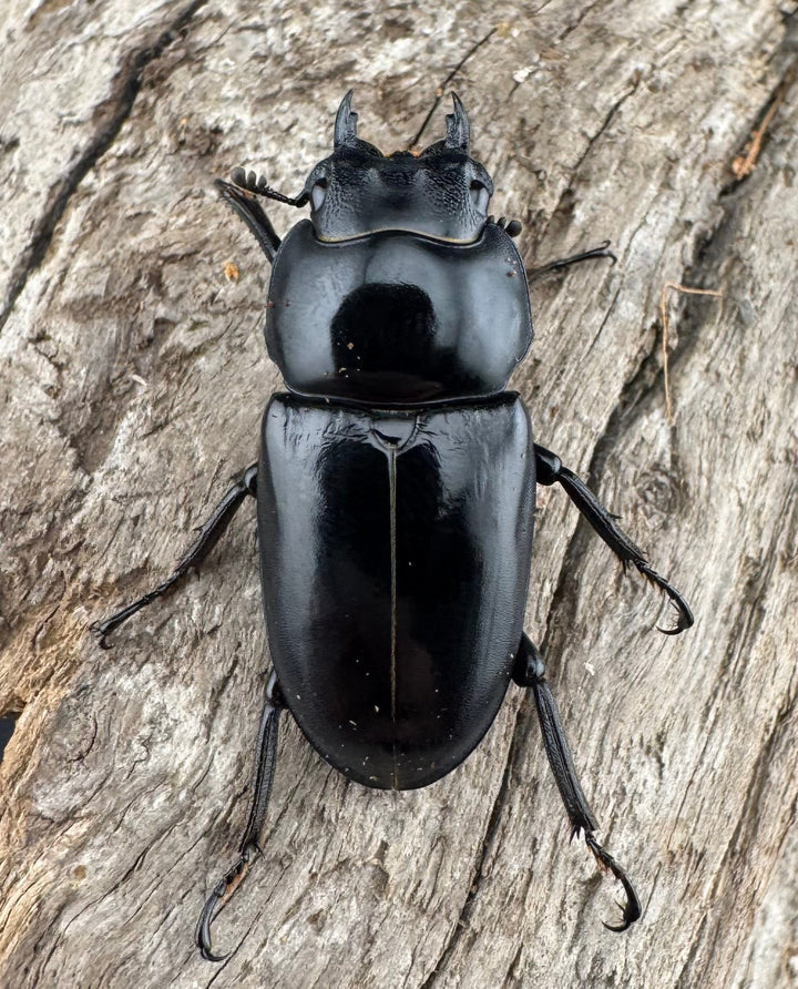 【WD】《アカアシクワガタ亜種miyamai 47mm ペア》