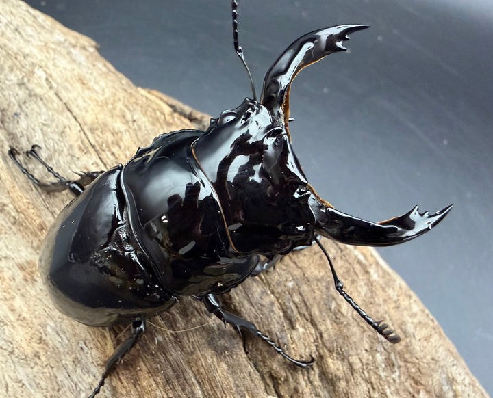 《レギウスオオツヤクワガタ 69mm ♂♀♀トリオ》