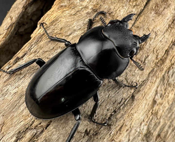 【WD】《メルキオリティスフタマタ 66mm ペア》