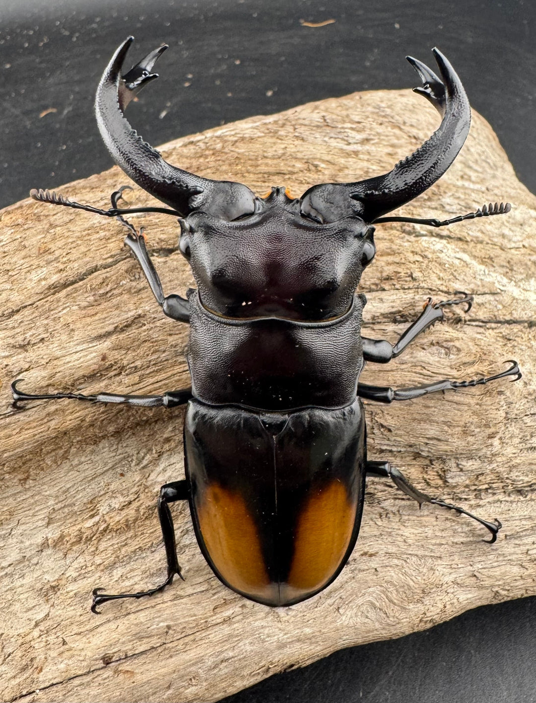 【WD】《セアカフタマタ（パリーフタマタ） 80mm ペア》