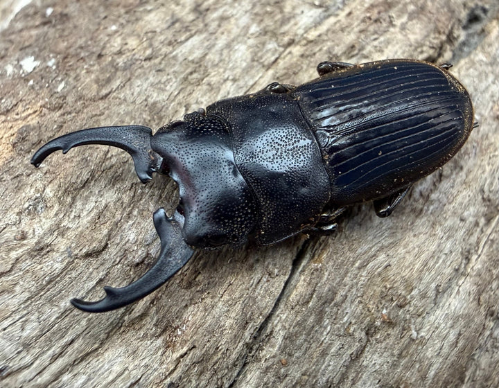 【WD】《インプレッシコリスネブト亜種patprici 26.5mm ペア》