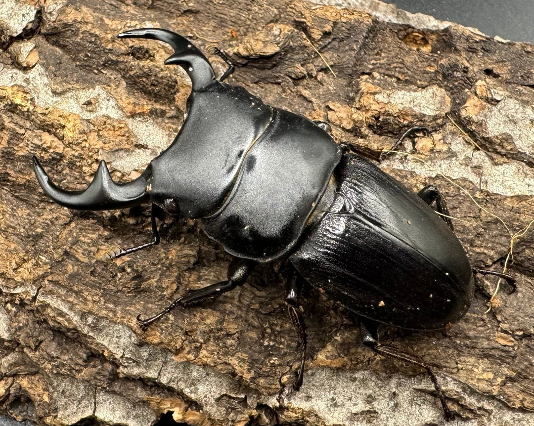 【WD】《パラワンパリーオオクワ 59mmペア》