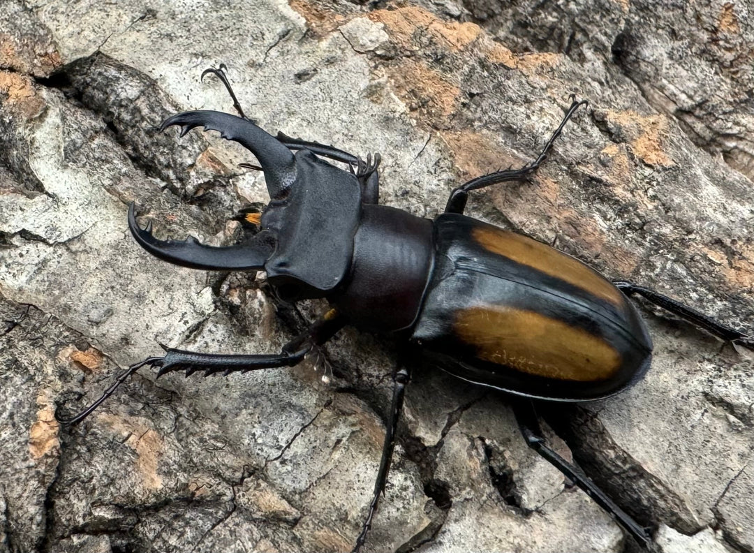 【WD】《パリーミヤマクワガタ 36mm ペア》