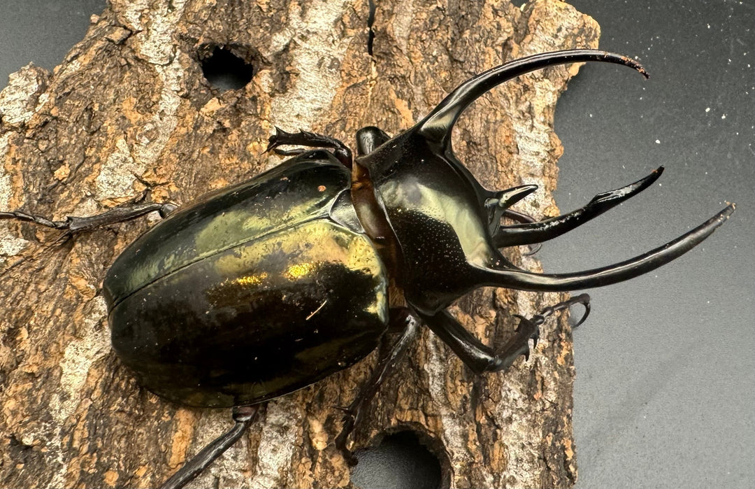 【WD】《ミンダナオアトラスオオカブト 88mm ペア》