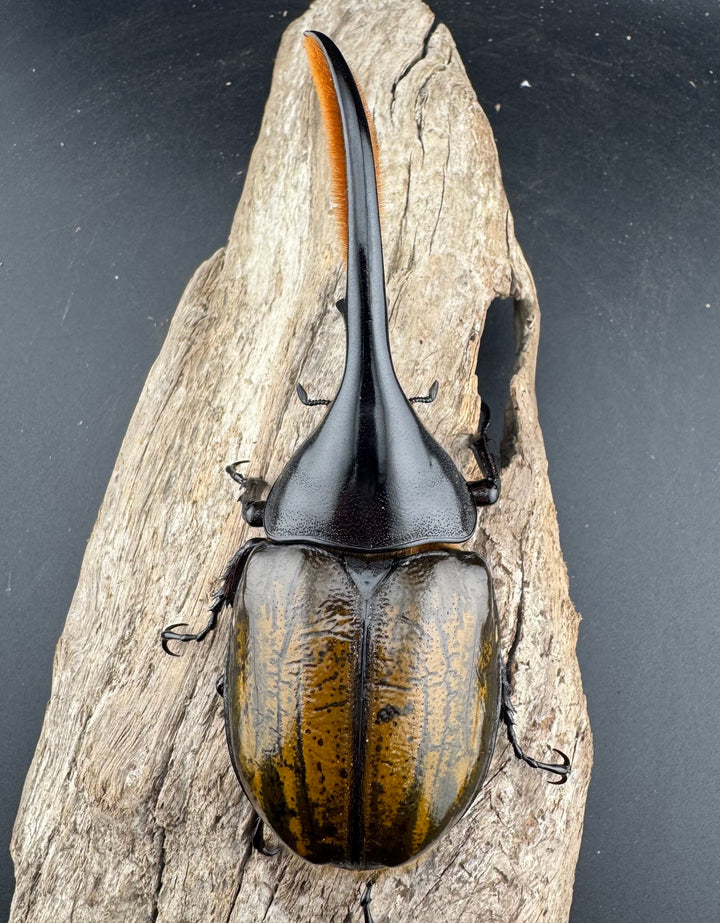 《 ヘラクレス・モリシマイ 煌血統アウトライン 120mm ペア》inohiro109氏ブリード個体