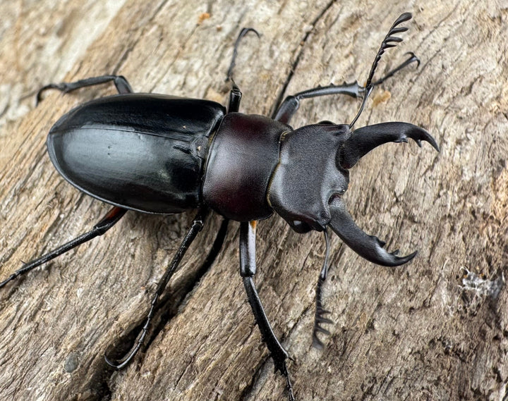 【WD】《パリーミヤマクワガタ 29mm ♂黒化型♀赤脚 ペア》